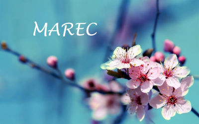 marec